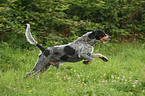 Blue Gascony Griffon