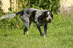 Blue Gascony Griffon