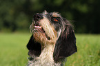 Blue Gascony Griffon