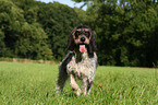 Blue Gascony Griffon