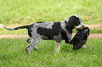 Griffon Bleu de Gascogne puppy