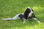 Griffon Bleu de Gascogne puppy