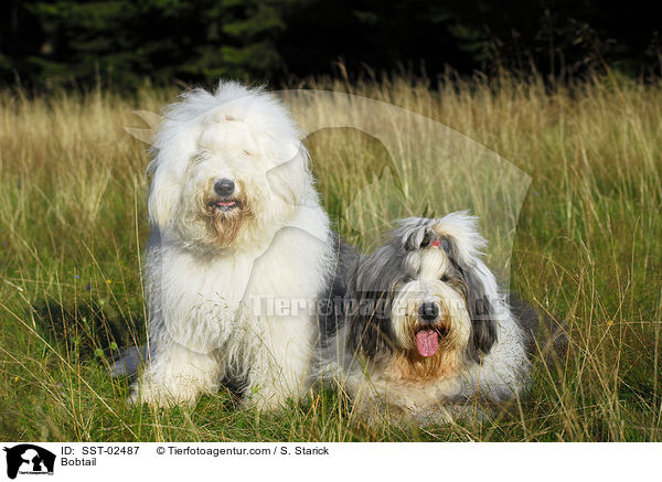 Bobtail / Bobtail / SST-02487