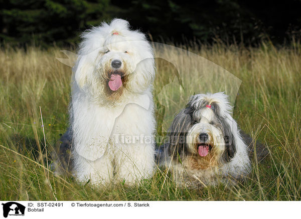Bobtail / Bobtail / SST-02491