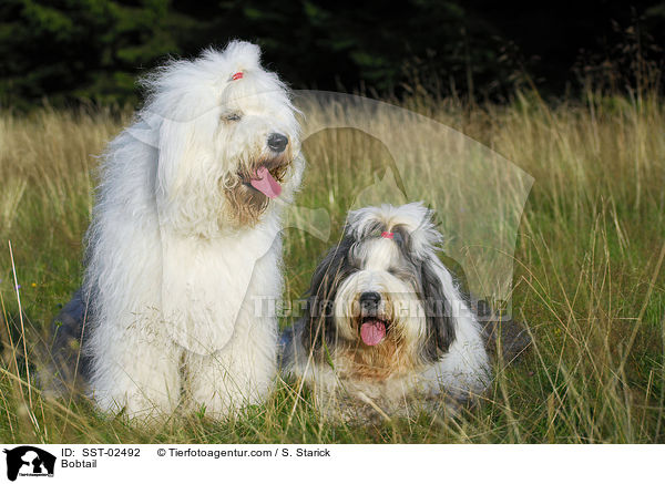 Bobtail / Bobtail / SST-02492
