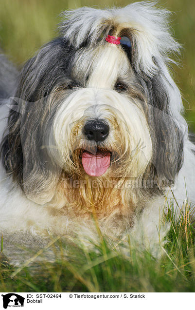 Bobtail / Bobtail / SST-02494