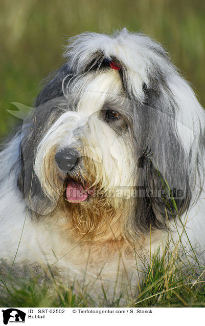 Bobtail / Bobtail / SST-02502