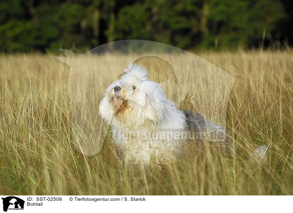 Bobtail / Bobtail / SST-02508