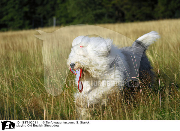 playing Old English Sheepdog / SST-02511