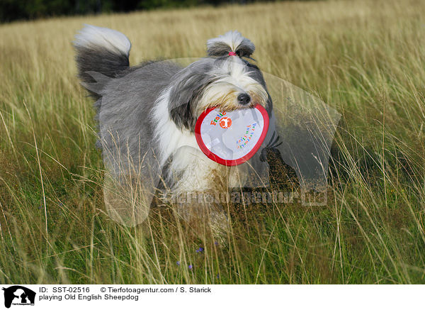 spielender Bobtail / playing Old English Sheepdog / SST-02516