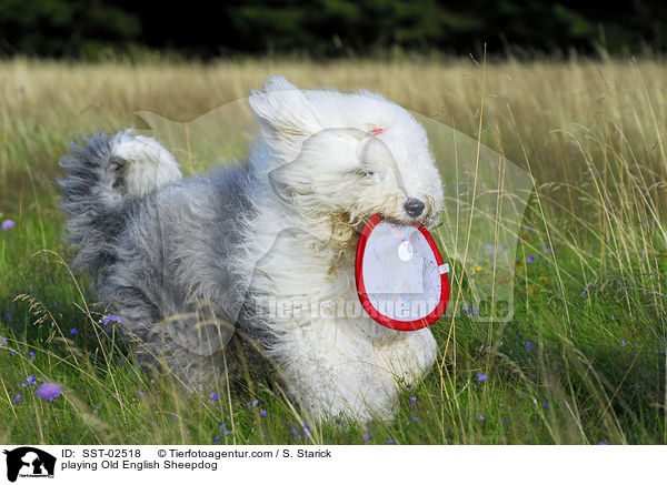spielender Bobtail / playing Old English Sheepdog / SST-02518