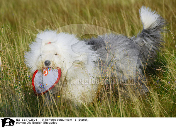 spielender Bobtail / playing Old English Sheepdog / SST-02524