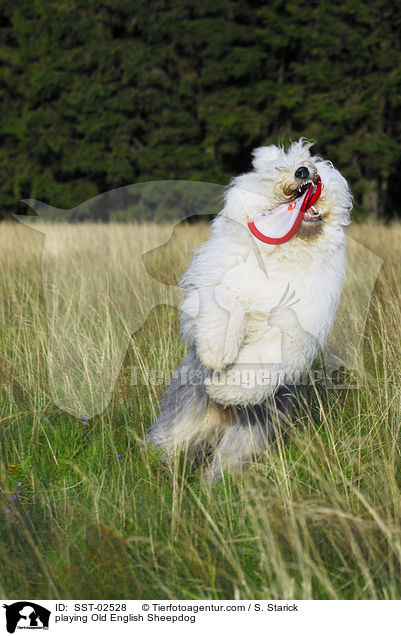 spielender Bobtail / playing Old English Sheepdog / SST-02528