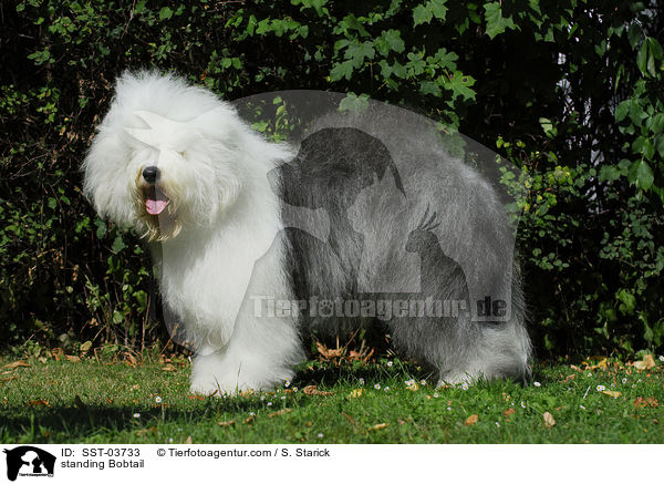 stehender Bobtail / standing Bobtail / SST-03733
