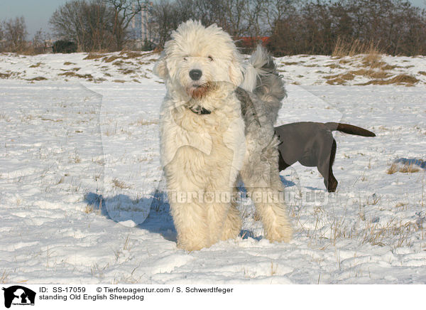 stehender Bobtail / standing Old English Sheepdog / SS-17059