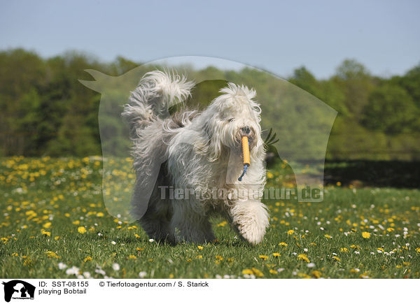 spielender Bobtail / playing Bobtail / SST-08155