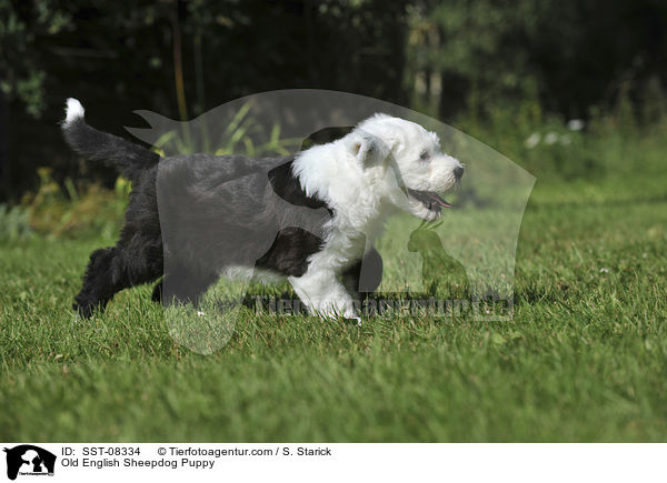 Old English Sheepdog Puppy / SST-08334