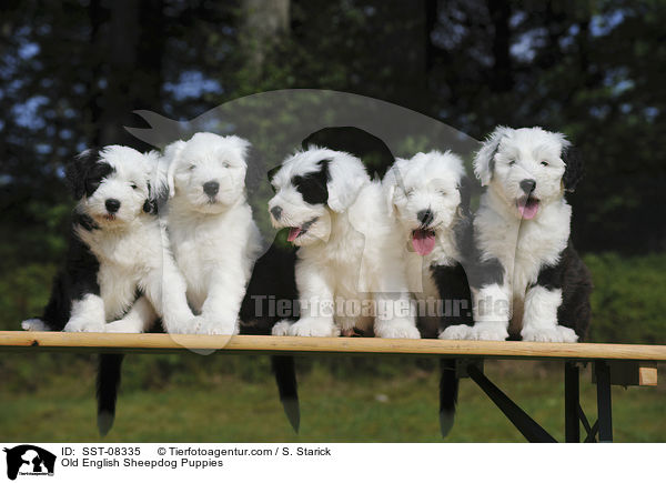 Old English Sheepdog Puppies / SST-08335