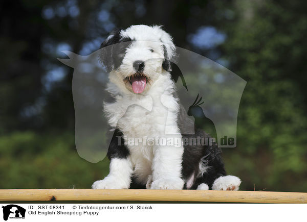 Bobtail Welpe / Old English Sheepdog Puppy / SST-08341