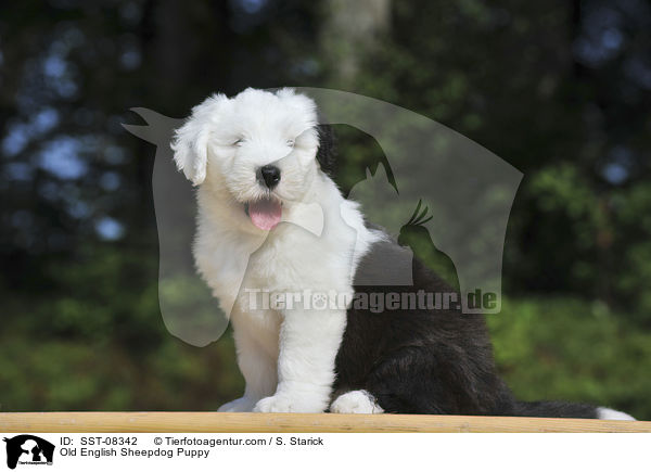 Bobtail Welpe / Old English Sheepdog Puppy / SST-08342