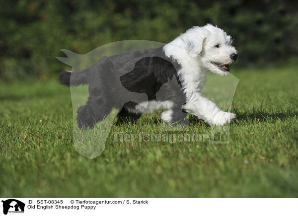 Bobtail Welpe / Old English Sheepdog Puppy / SST-08345