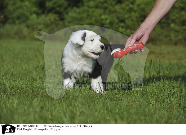 Bobtail Welpe / Old English Sheepdog Puppy / SST-08346