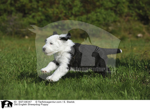 Bobtail Welpe / Old English Sheepdog Puppy / SST-08347