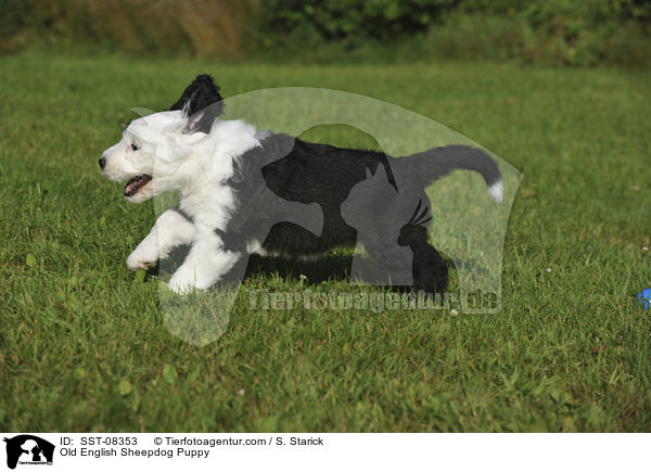 Bobtail Welpe / Old English Sheepdog Puppy / SST-08353