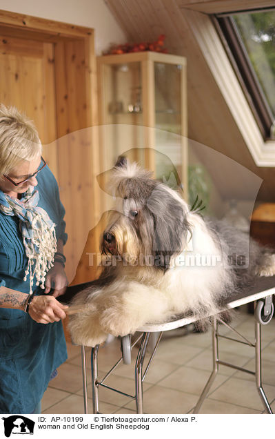 Frau und Bobtail / woman and Old English Sheepdog / AP-10199