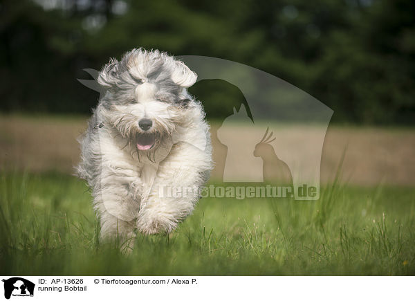 running Bobtail / AP-13626
