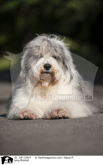 liegender Bobtail / lying Bobtail / AP-13641