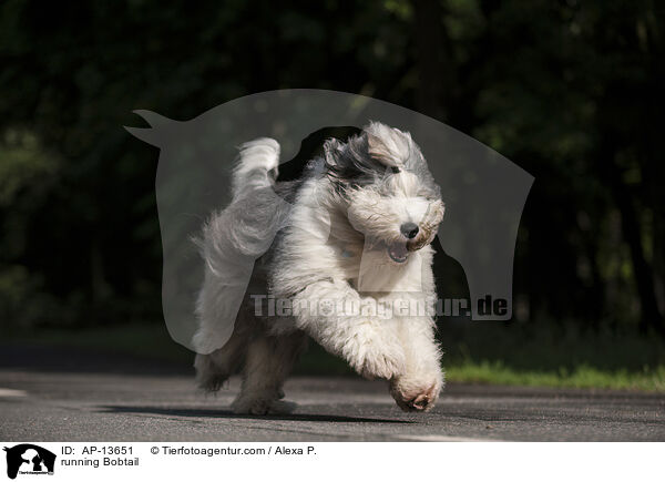 rennender Bobtail / running Bobtail / AP-13651