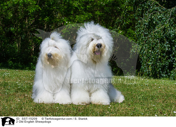 2 Old English Sheepdogs / SST-15209
