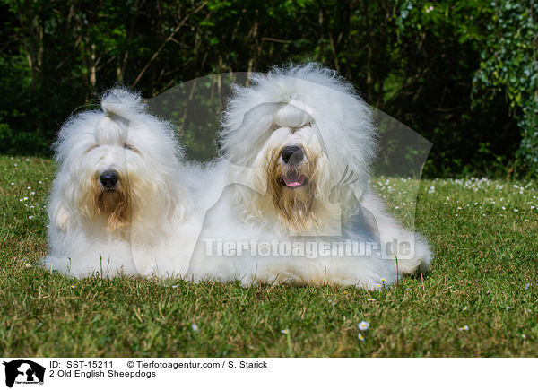 2 Old English Sheepdogs / SST-15211