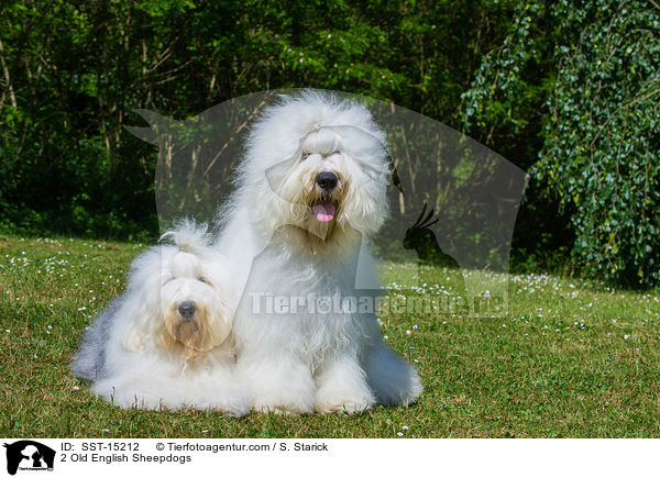 2 Old English Sheepdogs / SST-15212