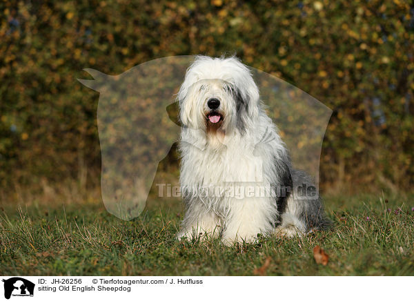 sitzender Bobail / sitting Old English Sheepdog / JH-26256