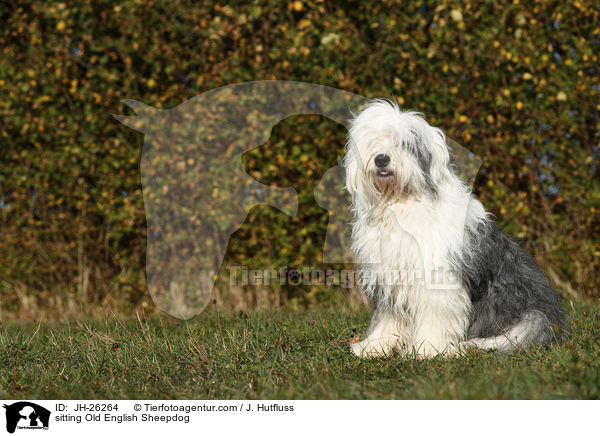 sitzender Bobail / sitting Old English Sheepdog / JH-26264