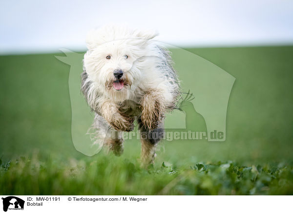 Bobtail / Bobtail / MW-01191