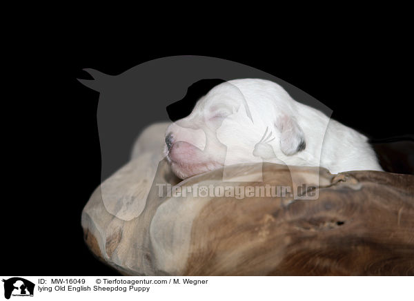 liegender Bobtail Welpe / lying Old English Sheepdog Puppy / MW-16049