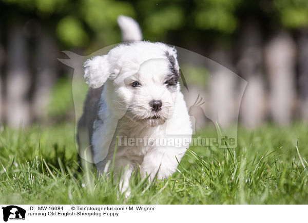 running Old English Sheepdog Puppy / MW-16084