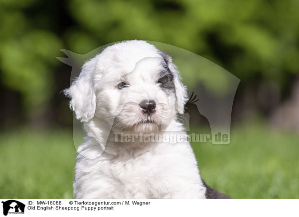 Bobtail Welpe Portrait / Old English Sheepdog Puppy portrait / MW-16088