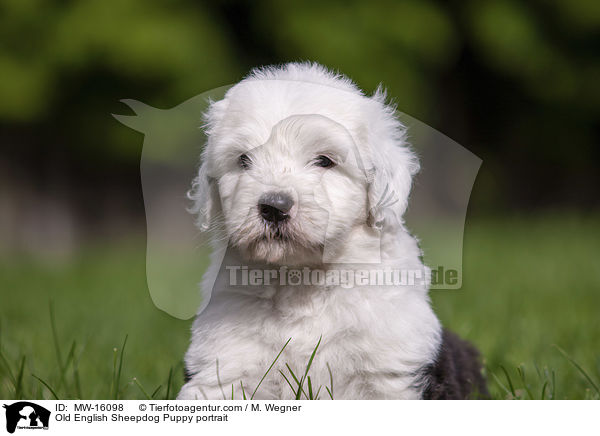 Old English Sheepdog Puppy portrait / MW-16098