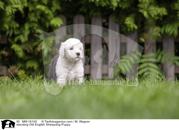 stehender Bobtail Welpe / standing Old English Sheepdog Puppy / MW-16100