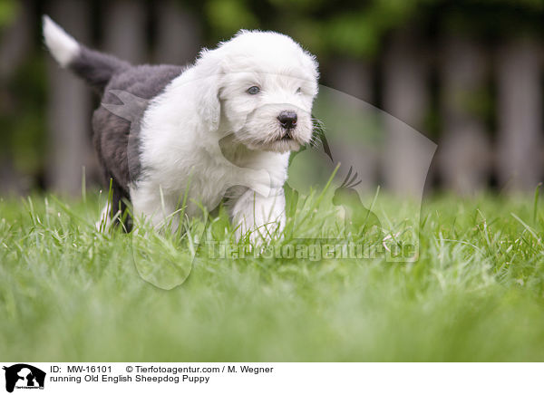 rennender Bobtail Welpe / running Old English Sheepdog Puppy / MW-16101