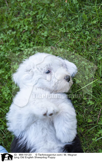 liegender Bobtail Welpe / lying Old English Sheepdog Puppy / MW-16120