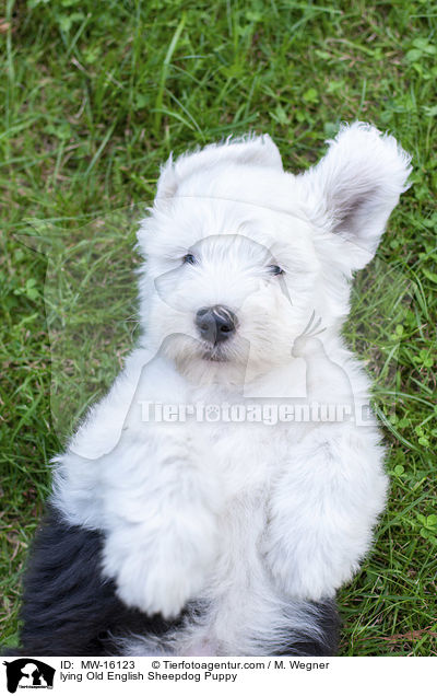liegender Bobtail Welpe / lying Old English Sheepdog Puppy / MW-16123