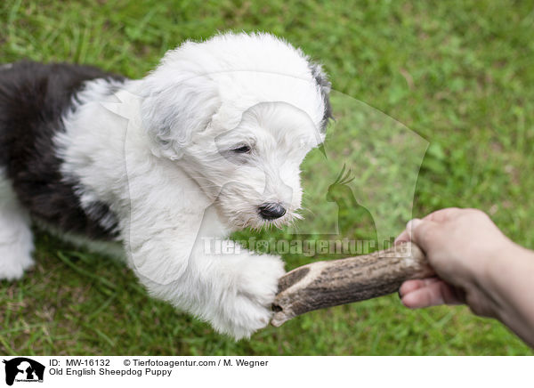 Bobtail Welpe / Old English Sheepdog Puppy / MW-16132