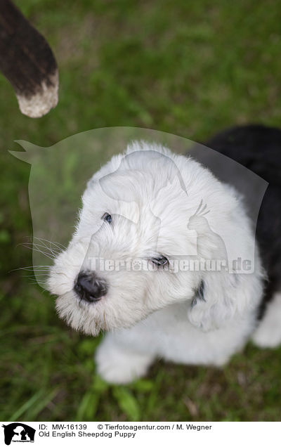Bobtail Welpe / Old English Sheepdog Puppy / MW-16139