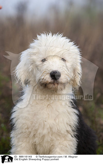 Bobtail Welpe Portrait / Old English Sheepdog Puppy portrait / MW-16149