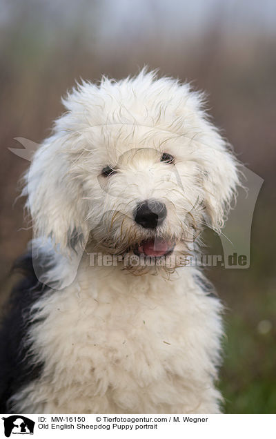 Bobtail Welpe Portrait / Old English Sheepdog Puppy portrait / MW-16150